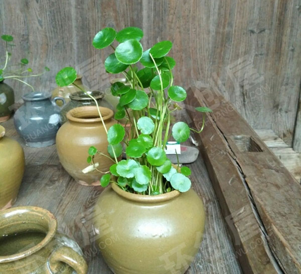 幼儿园户外环创美美的植物图片