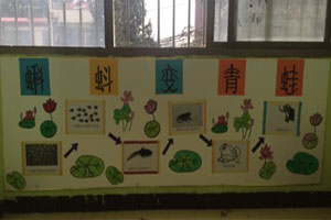 幼儿园科学区墙面蝌蚪变青蛙环创图片