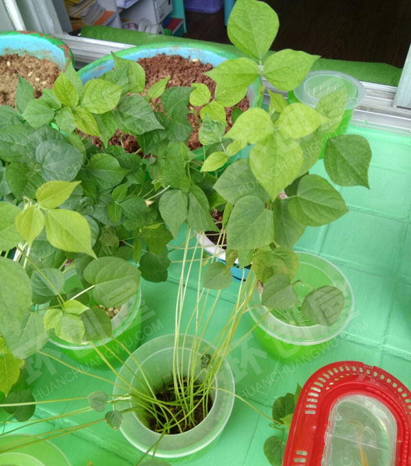 幼儿园户外植物区花枝招展环创图片