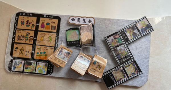 幼儿园科学区小麦生长墙面环创图片